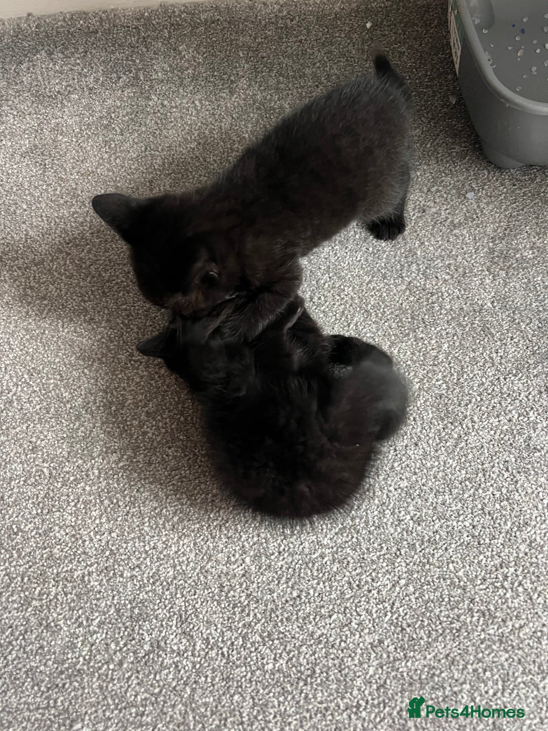 British Shorthair cats for sale: Charming Scottish Fold x British Shorthair Kitte - Image 6