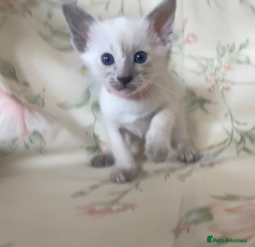 Siamese cats Full Siamese lilac/blue points kittens  - Advert 4