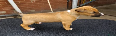 Bull Terrier 2