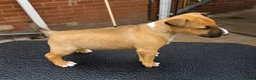 Bull Terrier dogs for sale: 2 stunning English bull terrier girls - Advert 5