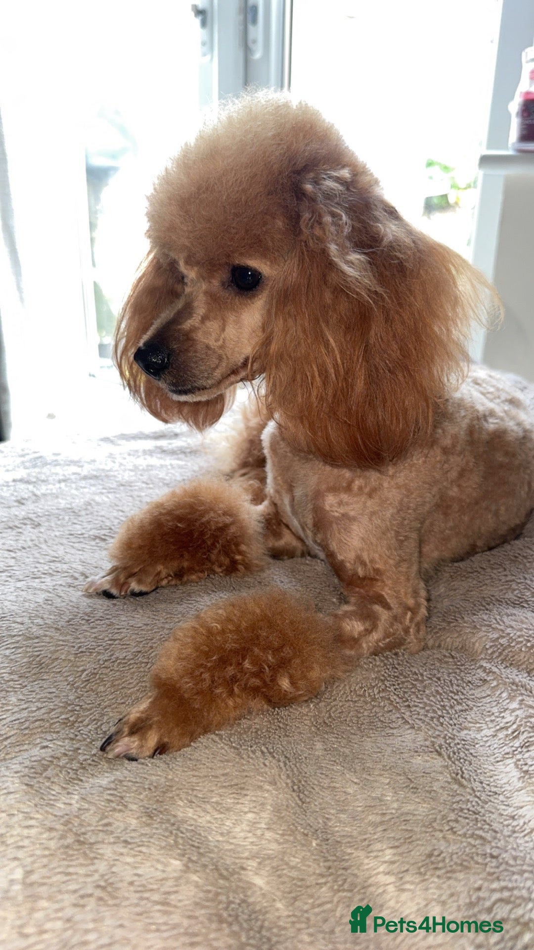 Toy Poodle dogs Toy poodle female  - Advert 18