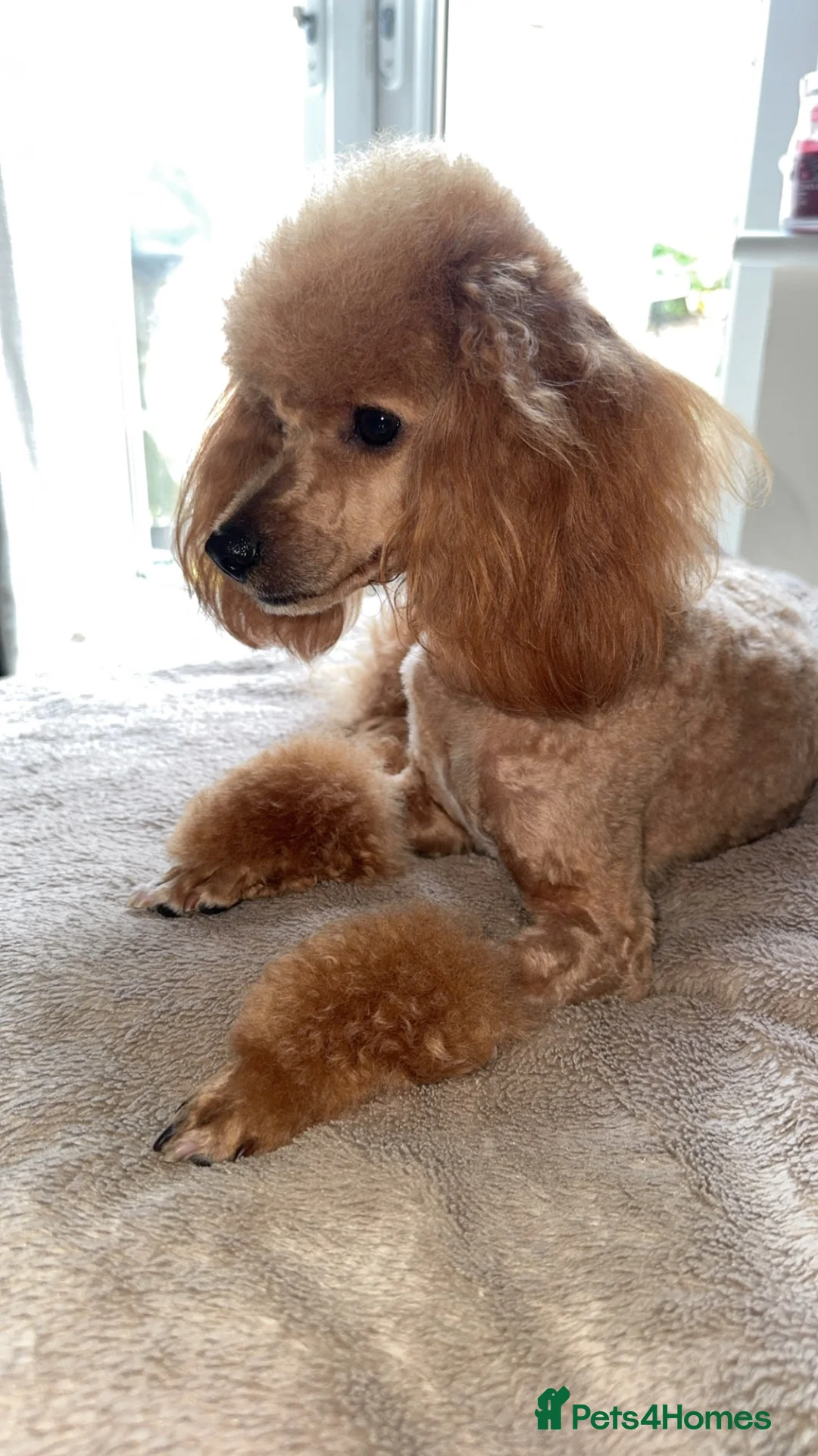 Toy Poodle dogs for sale: Toy poodle female  - Advert 1