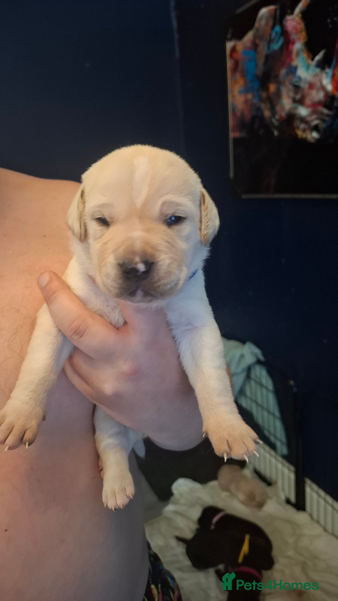 Mixed Breed dogs for sale: Canecorxer cross golden retriever  - Image 4