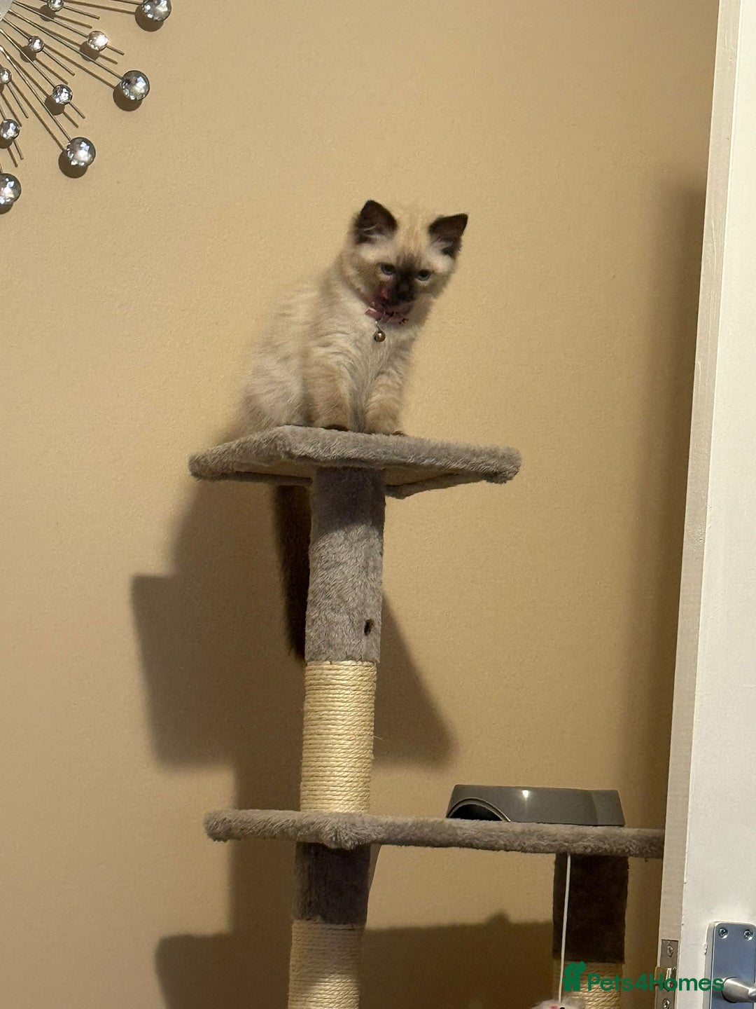 Ragdoll cats for sale: Tilly - Advert 3