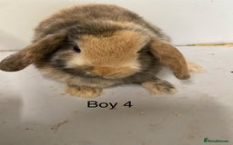 Mini Lop rabbits for sale: Beautiful Lop eared bunnies  - Advert 5
