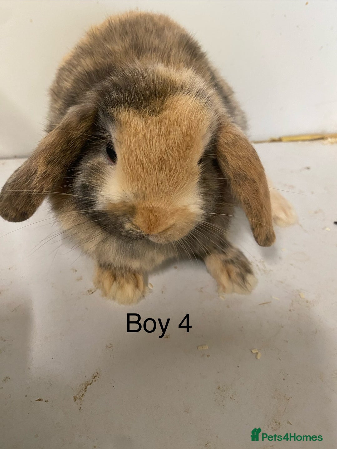 Mini Lop rabbits for sale: Beautiful Lop eared bunnies  - Advert 5