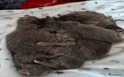 Ragcoon cats for sale: Stunning RAGCOON Kittens  - Advert 1