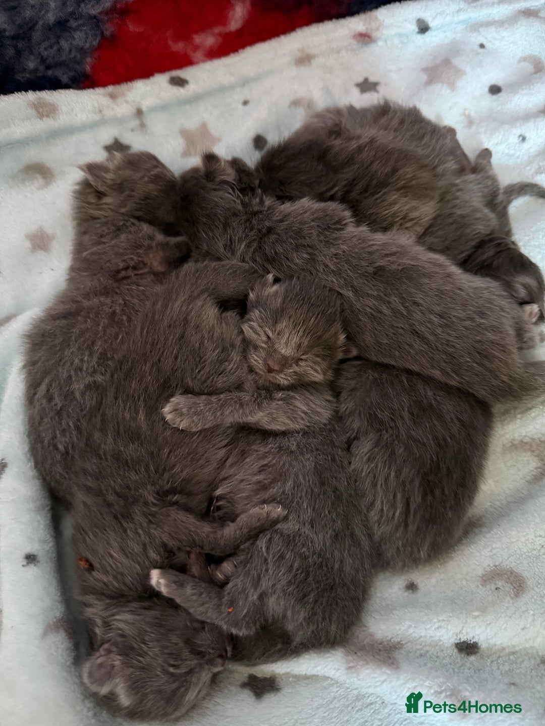 Ragcoon cats for sale: Stunning RAGCOON Kittens  - Advert 1