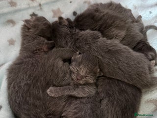 Ragcoon cats Stunning RAGCOON Kittens - Advert 6