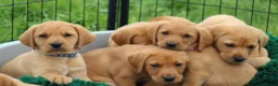 Labrador Retriever dogs for sale: *Ready Now* Labrador Puppies For Sale  - Advert 23