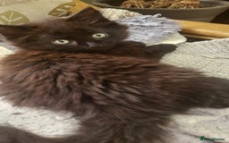 Siberian cats for sale: 6 lovely Siberian kittens  - Image 10