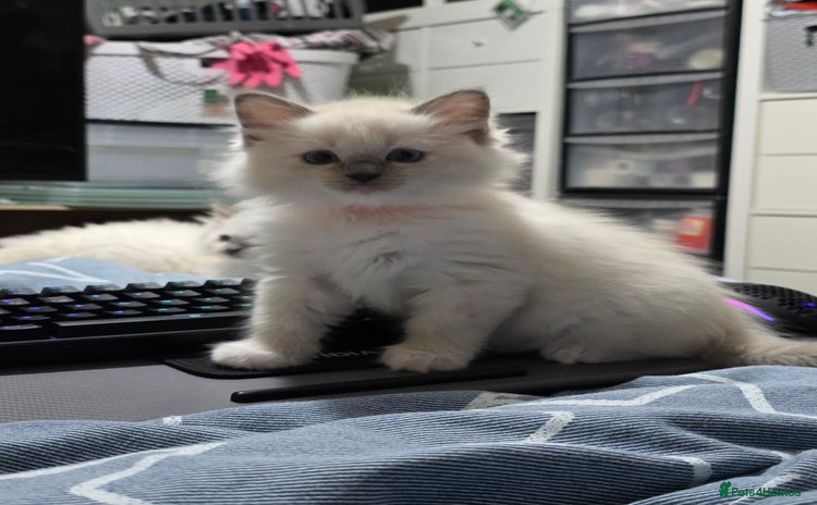 Ragdoll cats GCCF REGISTERED RAGDOLL KITTENS - Advert 2