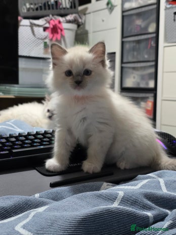 Ragdoll cats GCCF REGISTERED RAGDOLL KITTENS - Advert 2