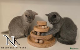 British Shorthair cats for sale: GORGEOUS GCCF REG TEDDYS 🐻🧸 READY TO LEAVE ❗️❗️ - Image 34