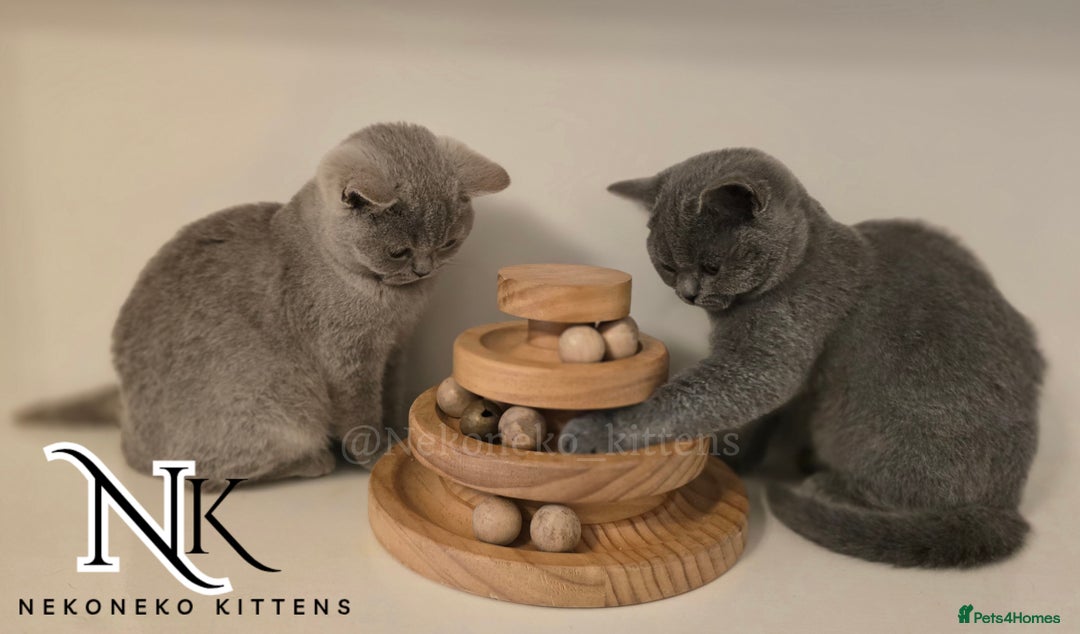 British Shorthair cats for sale: GORGEOUS GCCF REG TEDDYS 🐻🧸 READY TO LEAVE ❗️❗️ - Image 34