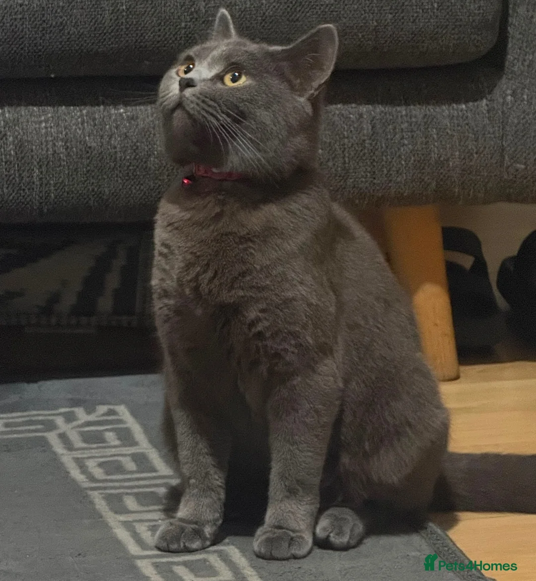 British Shorthair cats for sale: Stunning blue BSH X kittens! Two boys! in Halifax - Advert 8