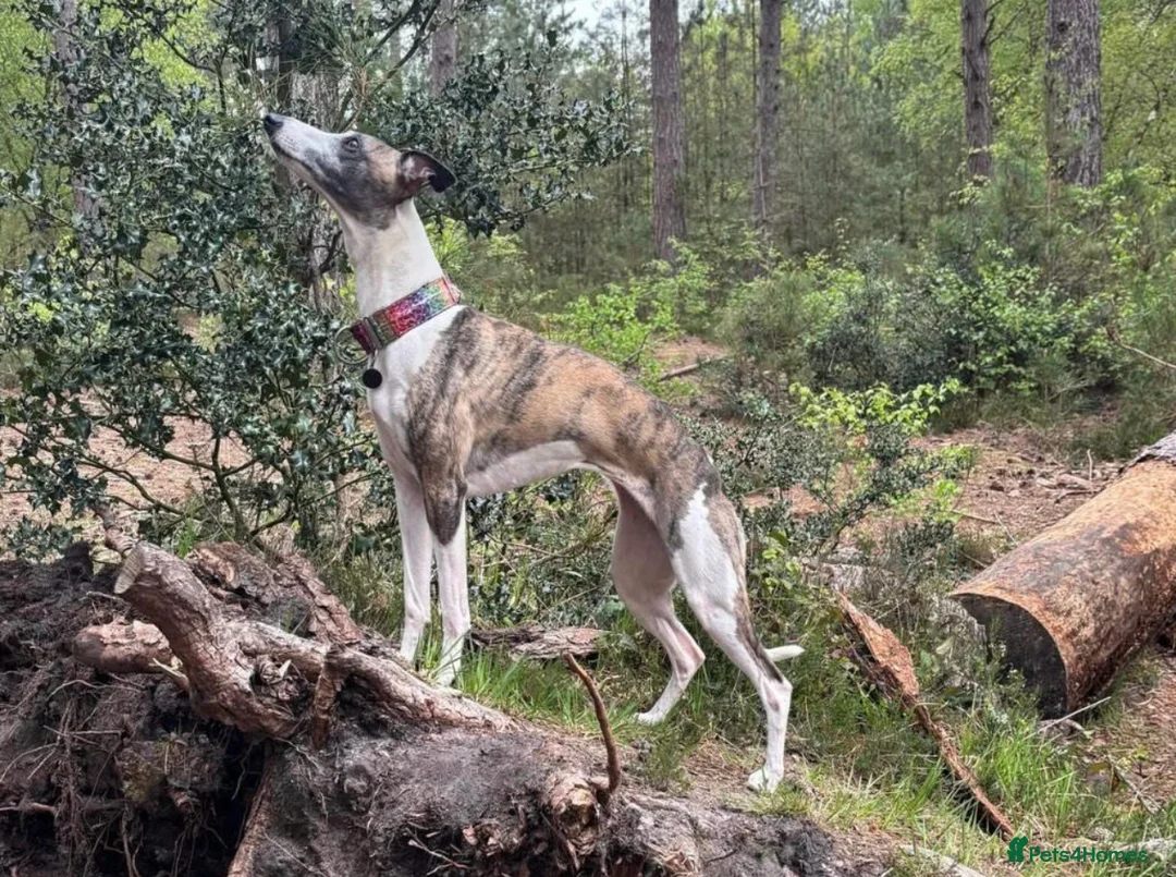 Whippet dogs for sale: Exceptional KC Whippet pups - reservation  - Advert 1