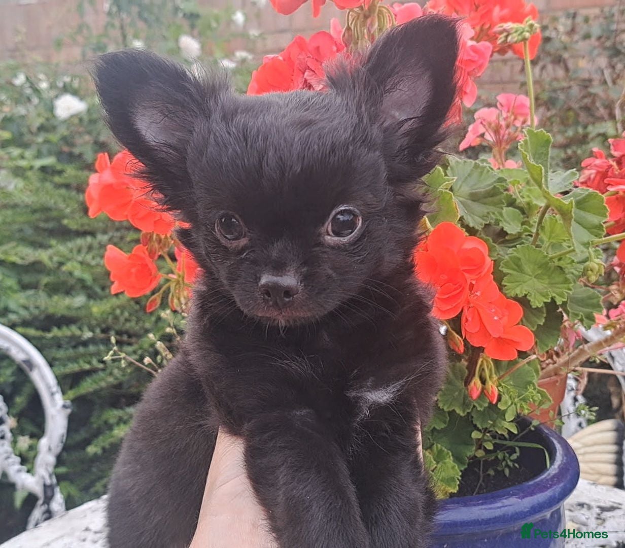 Chihuahua dogs Last 2 long coat chihuahua male pups - Advert 22
