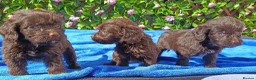 Cockapoo dogs for sale: F1 COCKERPOOS HEALTH TESTED PARENTS  - Advert 11