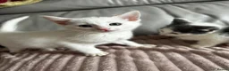 Turkish Angora cats for sale: ✨️🌸Stunning Turkish Angora Females✨️🌸 in Birmingham - Advert 11