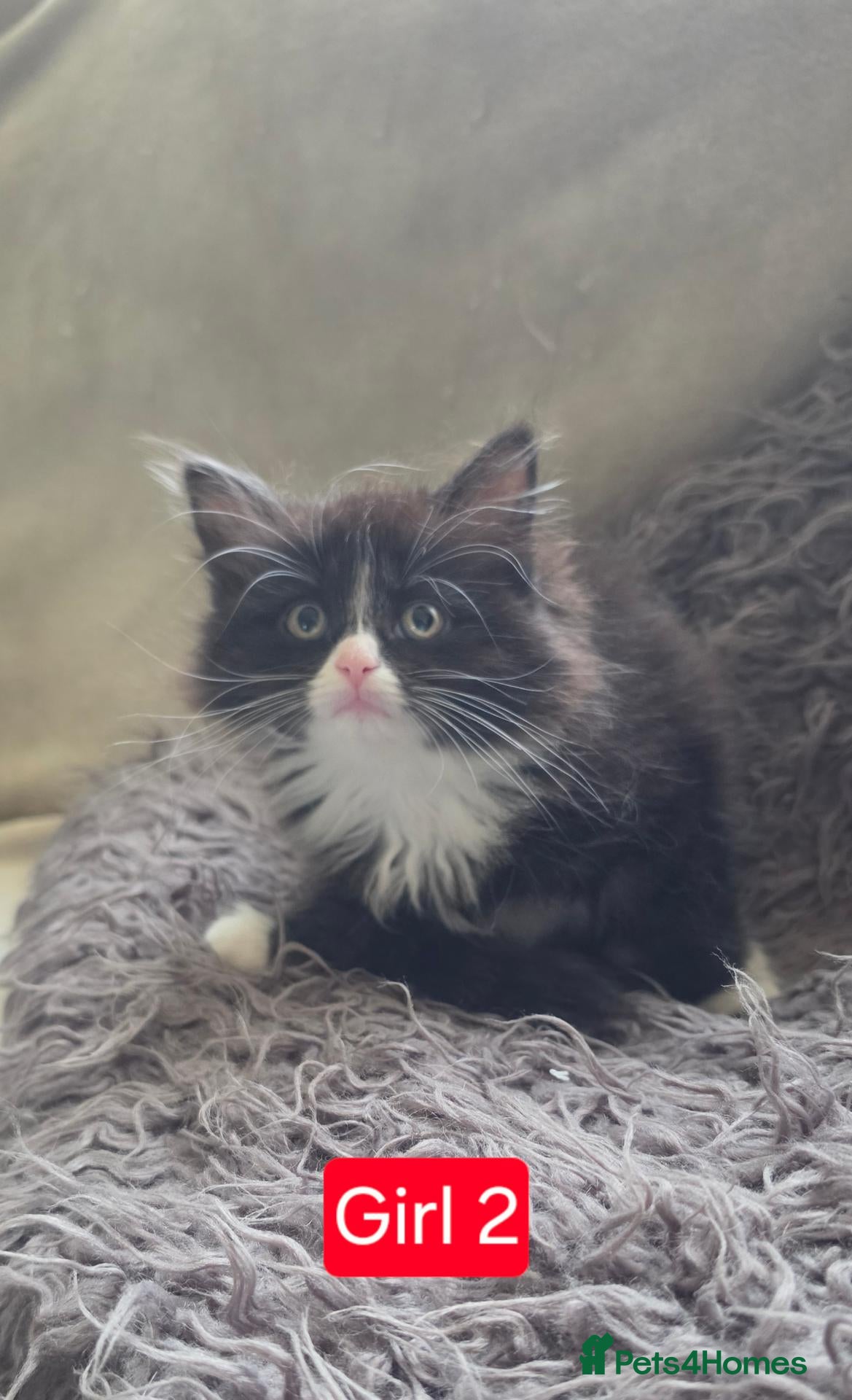 Mixed Breed cats Girl number 2 Left.  - Advert 1