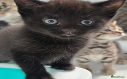 Mixed Breed cats for sale: Beautiful gorgeous Tabby & Black Kitten ready soon - Image 7