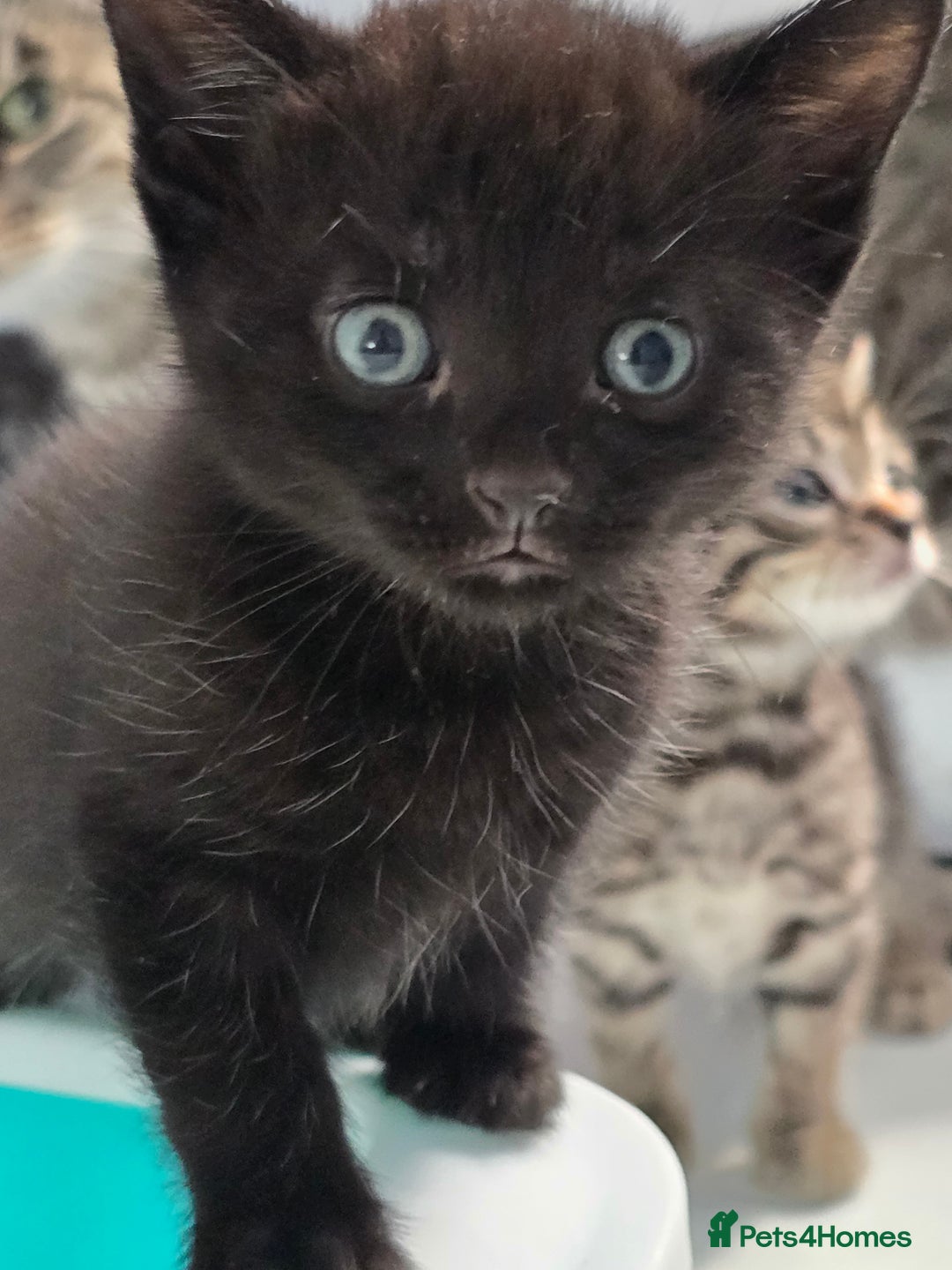 Mixed Breed cats for sale: Beautiful gorgeous Tabby & Black Kitten ready soon - Image 7