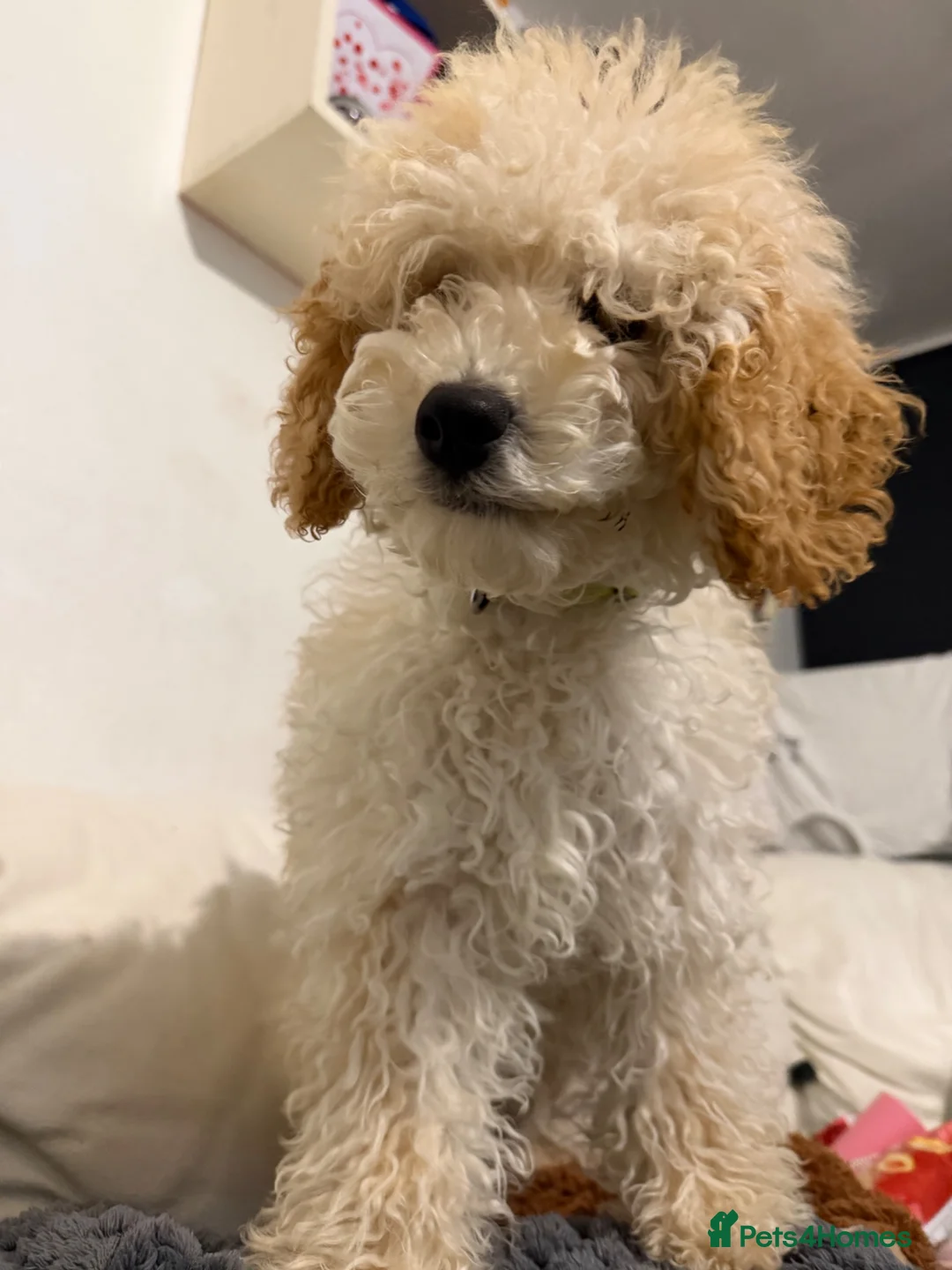 Miniature Poodle dogs for sale: Miniature Poodle Boy – 6 Months Old  - Advert 2