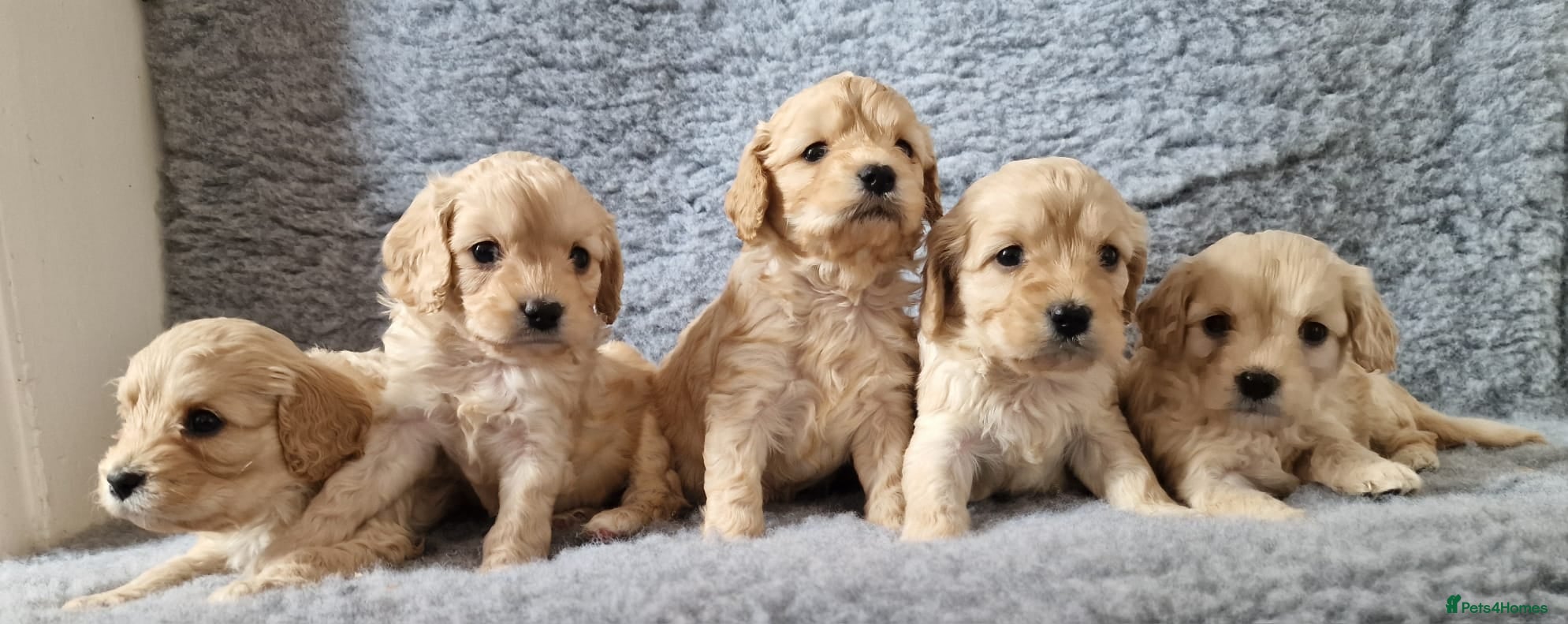 Cavapoo dogs Champagne and Black Tan Cavapoo Pups - Advert 1