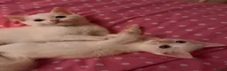 Mixed Breed cats for sale: Male kittens need new homes  - Advert 4