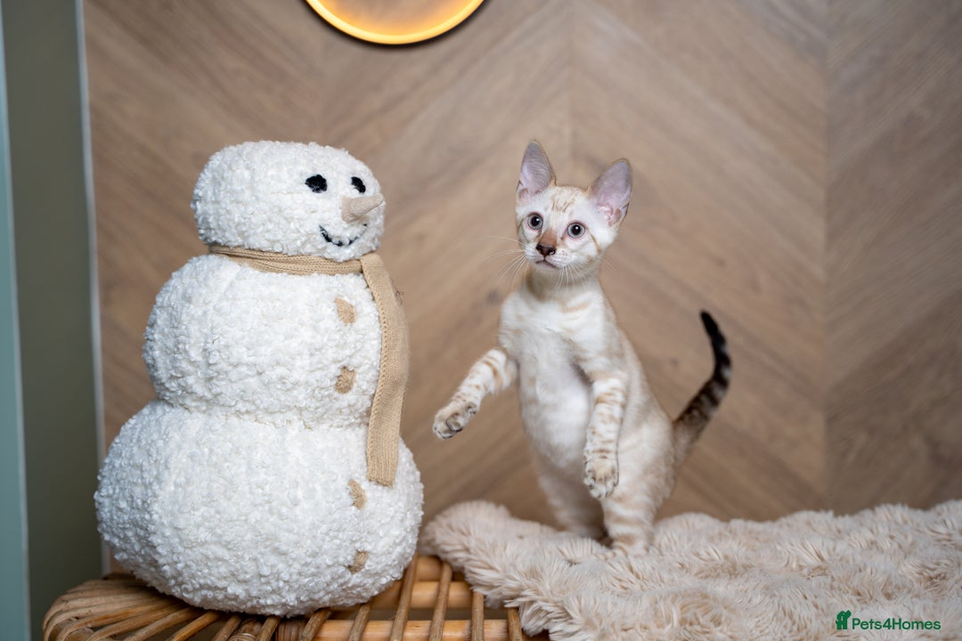 Bengal cats for sale: GOOBER-Snow Lynx Pure Bengal-TICA REG.-Playful boy - Advert 11