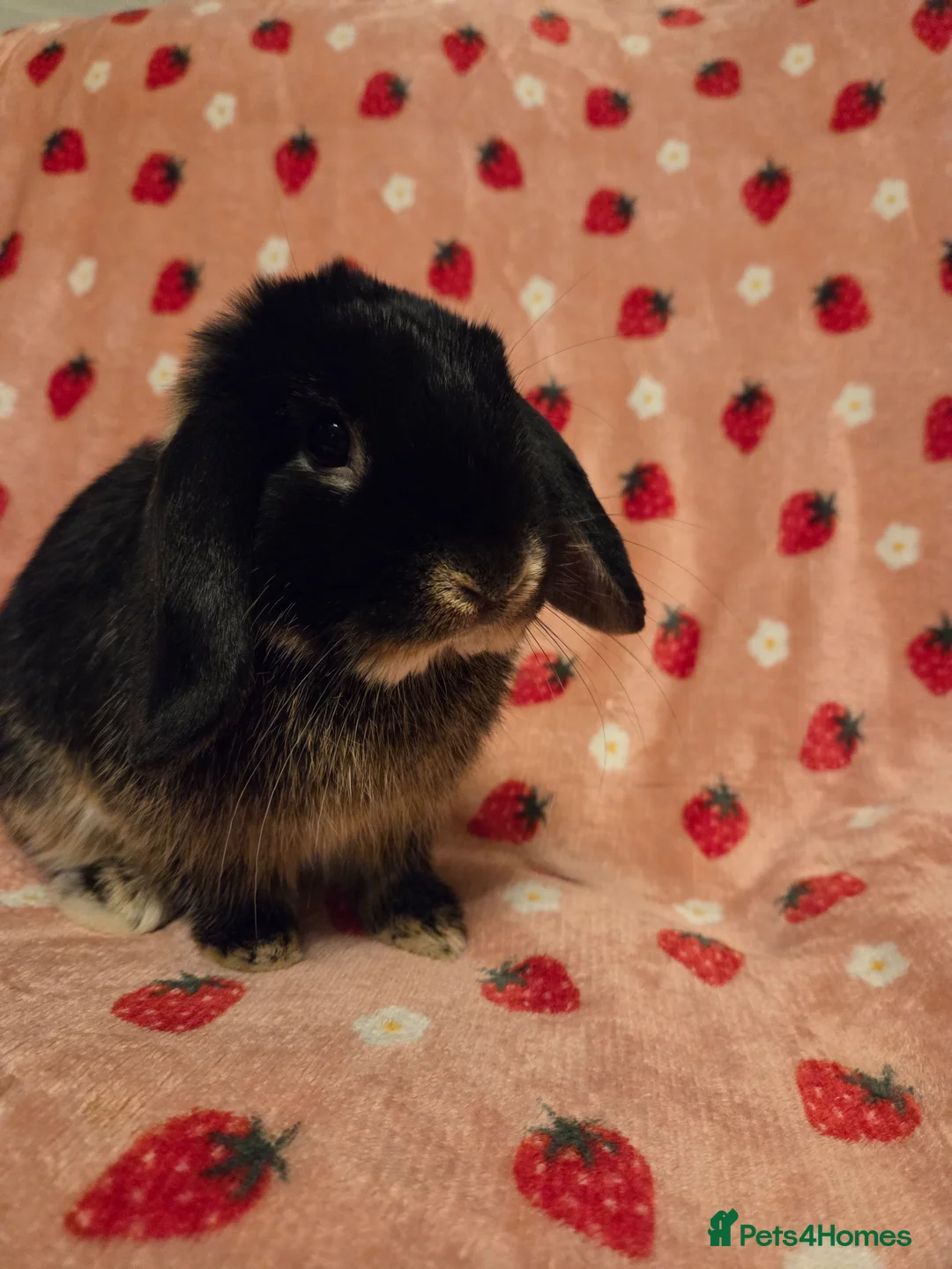 Mini Lop rabbits for sale: Black Otter pure mini lop Buck 🩵 very very tame - Advert 12
