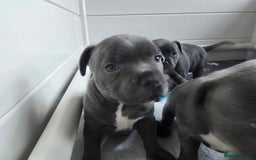 Staffordshire Bull Terrier dogs for sale: Purebred Staffordshire Bull Terrier Puppies Blue - Image 2