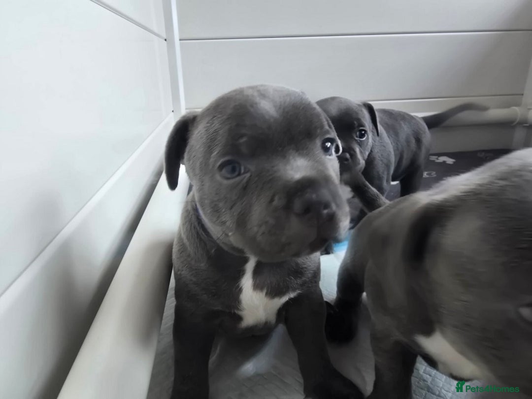 Staffordshire Bull Terrier dogs for sale: Purebred Staffordshire Bull Terrier Puppies Blue - Image 2
