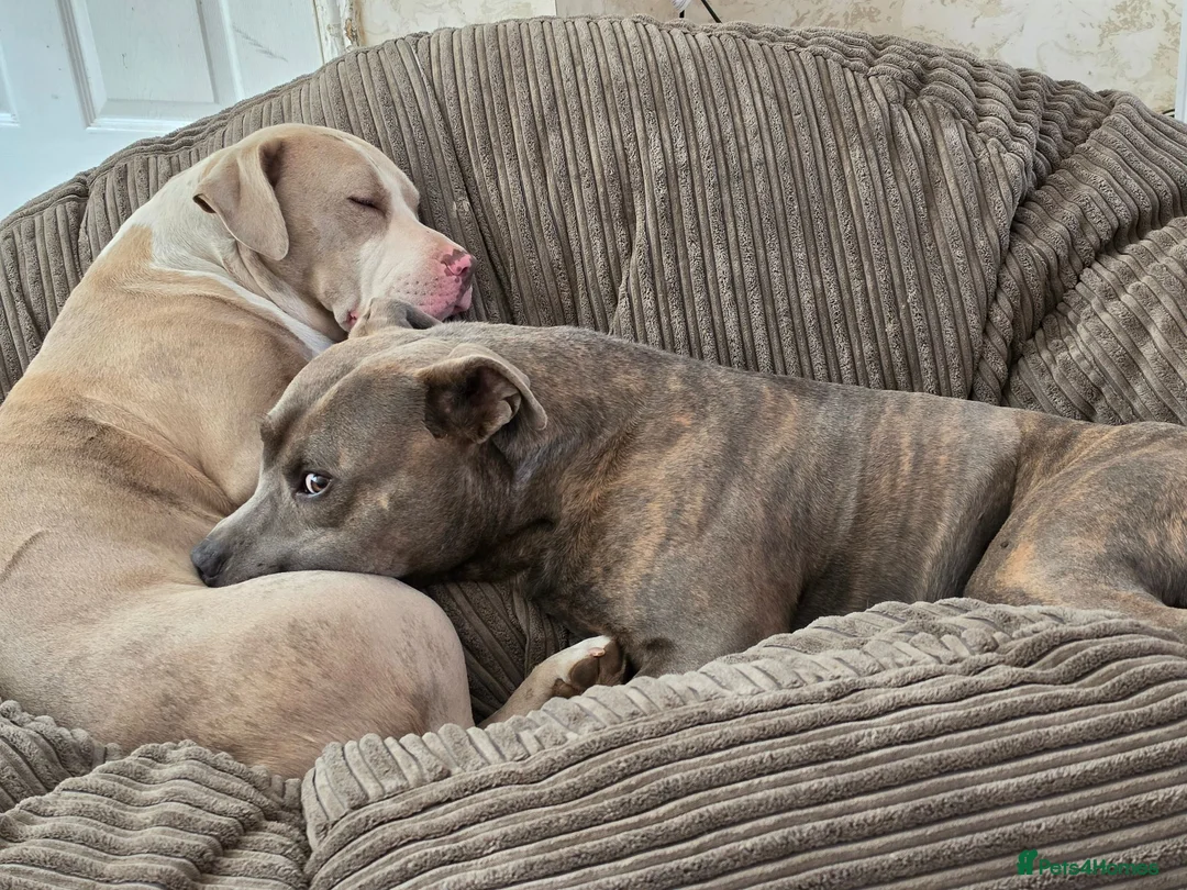 Mixed Breed dogs for sale: Staffy x - Advert 7