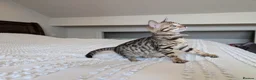 Bengal cats for sale: 🖤🩶🤍 BEAUTIFUL BENGAL KITTENS 🤍🩶🖤 - Advert 10