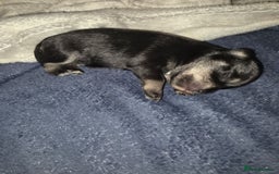 Miniature Schnauzer dogs for sale: Miniature Schnauzer Puppies - Image 12