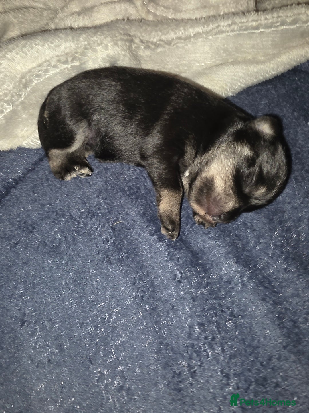 Miniature Schnauzer dogs for sale: Miniature Schnauzer Puppies - Image 12