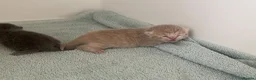 British Shorthair cats for sale: STUNNING LITTER OF RARE COLOUR KITTENS  - Advert 11