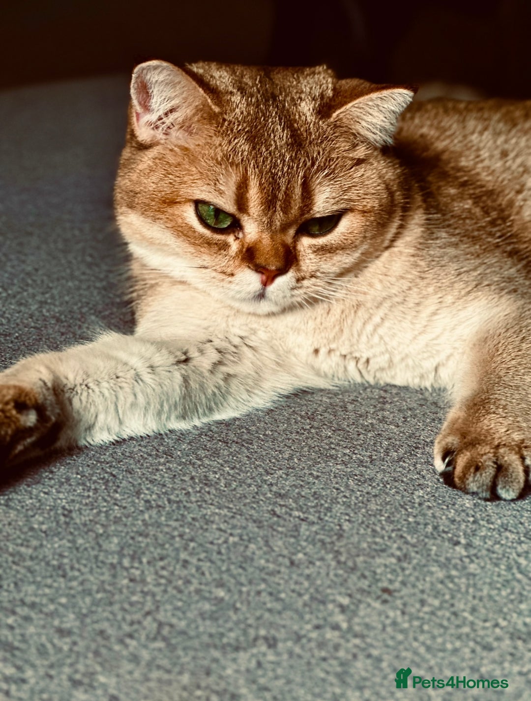 British Shorthair cats for sale: GCCF BSH fluffy kittens - Image 8