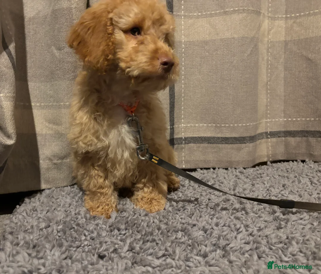 Cockapoo dogs for sale: 🐶8 Beautiful Cockapoo puppies🐶 - Advert 16