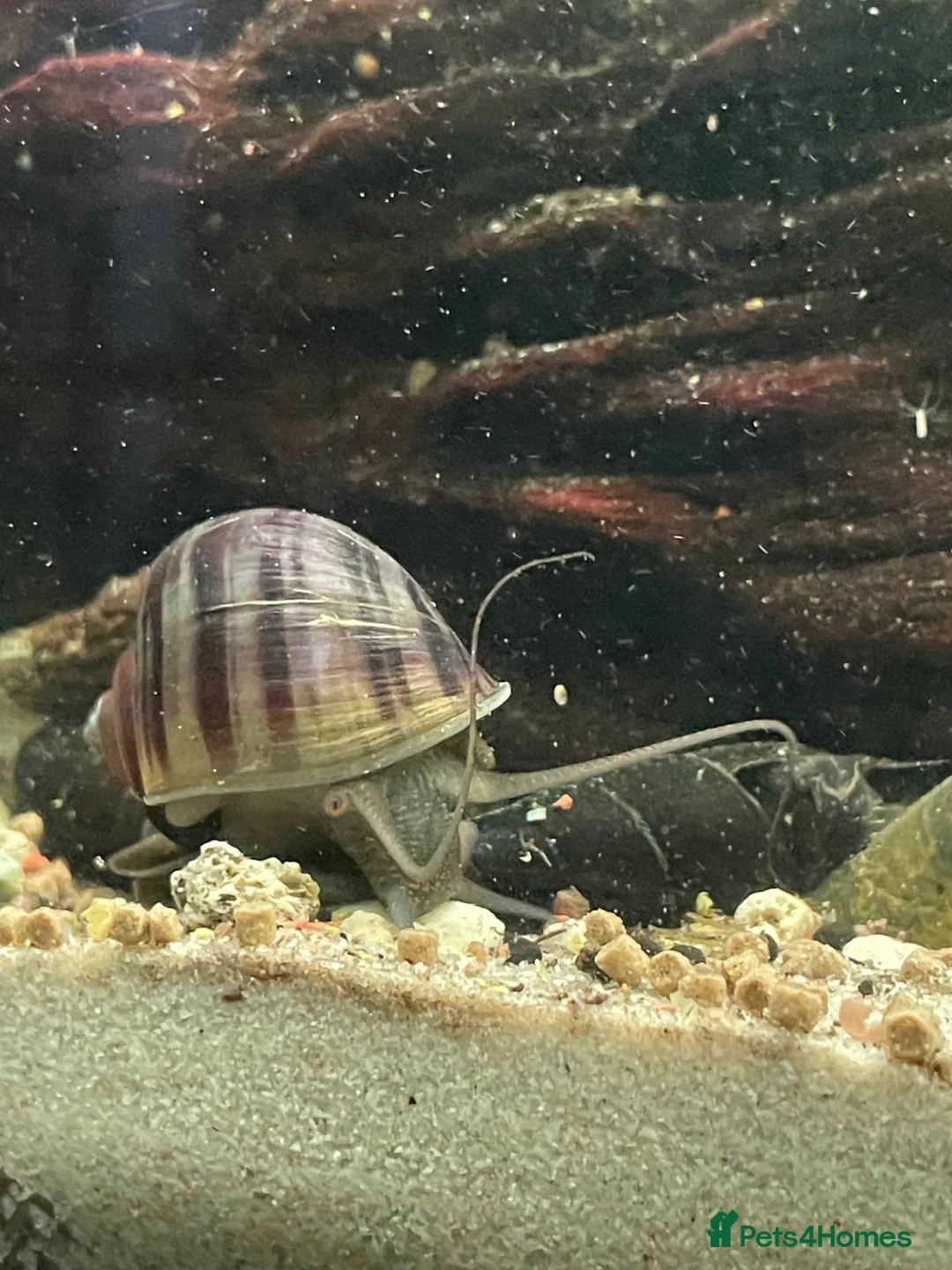 Snails fish for sale: Purple and blue mystery snails  - Advert 1