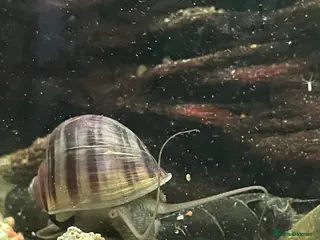 Snails fish Purple and blue mystery snails - Advert 3