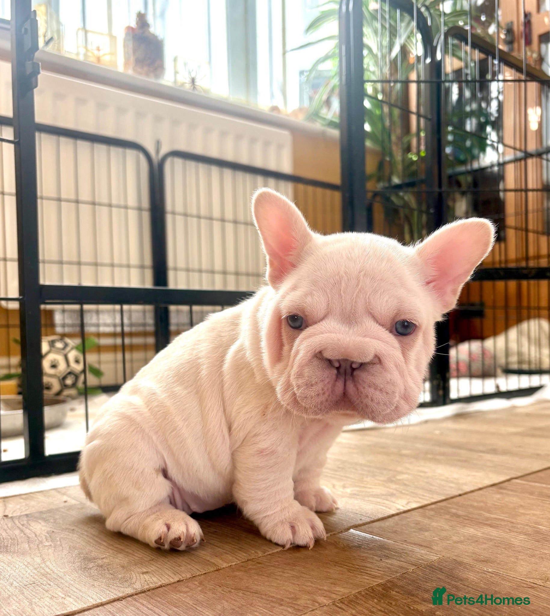 French Bulldog dogs Fluffy French Bulldog Puppies - Advert 10