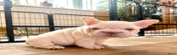 French Bulldog dogs for sale: Fluffy French Bulldog Puppies - Advert 11