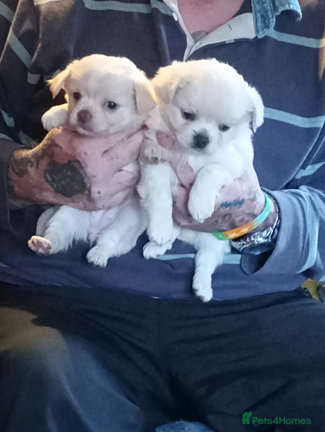 Chihuahua dogs for sale: Long haired chihuahua little boy  - Advert 2