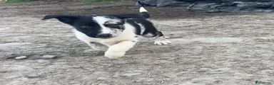 Border Collie 1