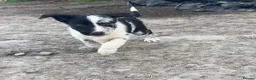 Border Collie dogs for sale: Blue Merle and border collie pups - Advert 2