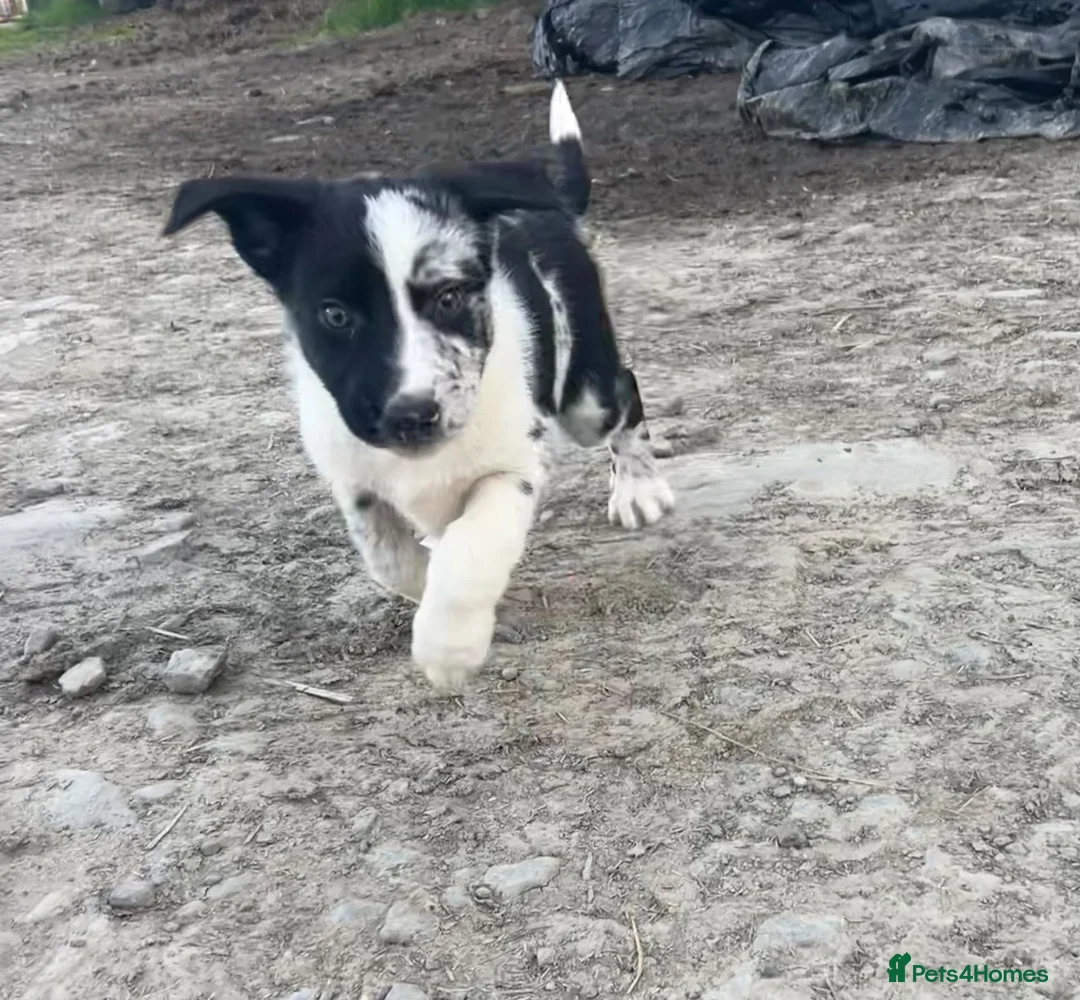 Border Collie dogs for sale: Blue Merle and border collie pups - Advert 2