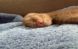 British Shorthair cats for sale: Chocolate British Shorthair Kittens - Image 6